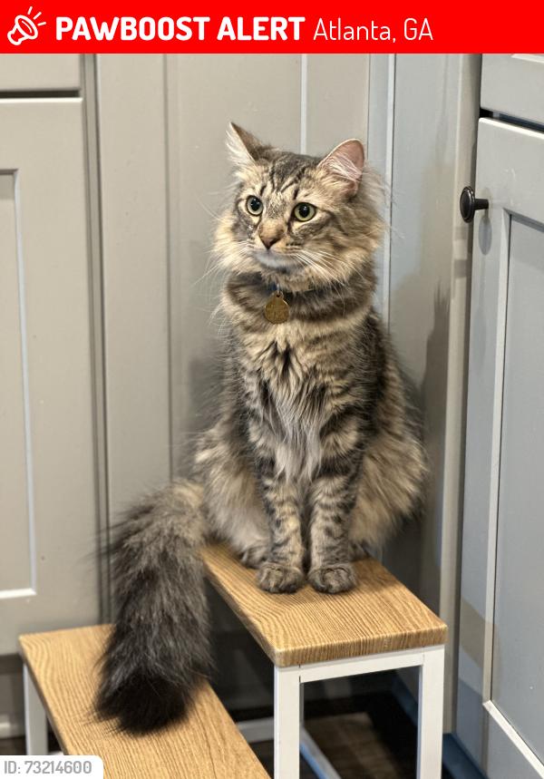 Lost Male Cat last seen Near Park Ave SE, Atlanta, GA 30315