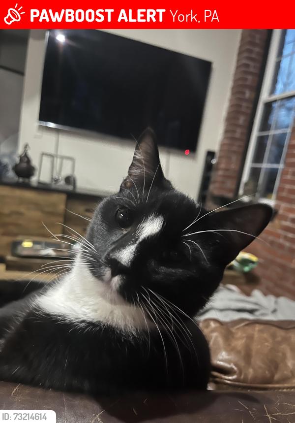Lost Male Cat last seen Near Revolutions Stadium, York, PA 17403