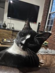 Lost Male Cat last seen Near Revolutions Stadium, York, PA 17403