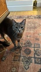 Lost Female Cat last seen Near inlet road, Southampton, NY 11968