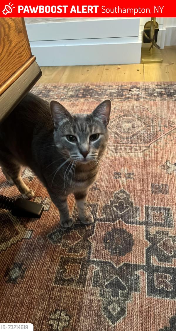 Lost Female Cat last seen Near inlet road, Southampton, NY 11968