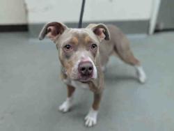 Shelter Stray Male Dog last seen ALVA RD & RANCHO BERNARDO RD, 2481 Palomar Airport Rd, Carlsbad, CA 92011, USA