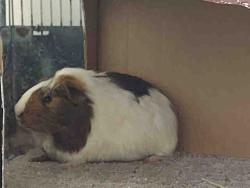 Shelter Stray Female Rodent last seen VALLE DEL SOL, 2481 Palomar Airport Rd, Carlsbad, CA 92011, USA