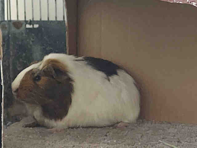 Shelter Stray Female Rodent last seen VALLE DEL SOL, 2481 Palomar Airport Rd, Carlsbad, CA 92011, USA