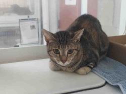Shelter Stray Female Cat last seen WOODS VALLEY RD- NATIVE OAKS, 2481 Palomar Airport Rd, Carlsbad, CA 92011, USA