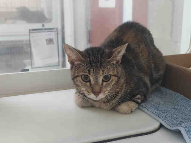 Shelter Stray Female Cat last seen WOODS VALLEY RD- NATIVE OAKS, 2481 Palomar Airport Rd, Carlsbad, CA 92011, USA