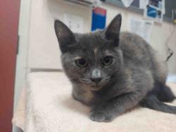 Shelter Stray Female Cat last seen WOODS VALLEY RD- NATIVE OAKS, 2481 Palomar Airport Rd, Carlsbad, CA 92011, USA