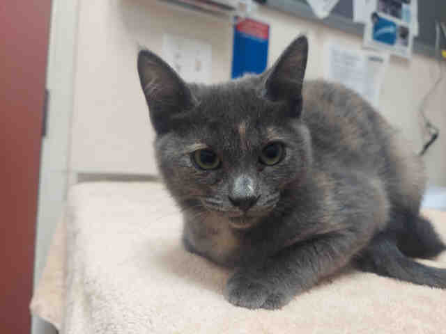 Shelter Stray Female Cat last seen WOODS VALLEY RD- NATIVE OAKS, 2481 Palomar Airport Rd, Carlsbad, CA 92011, USA