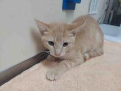 Shelter Stray Male Cat last seen WOODS VALLEY RD- NATIVE OAKS, 2481 Palomar Airport Rd, Carlsbad, CA 92011, USA