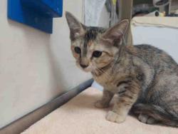 Shelter Stray Female Cat last seen WOODS VALLEY RD- NATIVE OAKS, 2481 Palomar Airport Rd, Carlsbad, CA 92011, USA