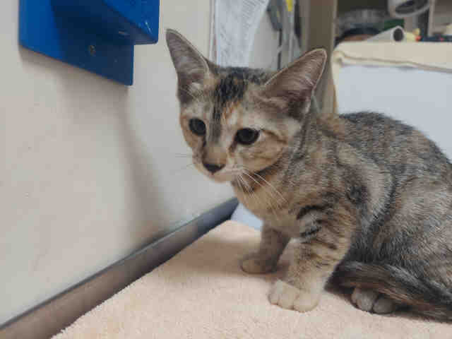 Shelter Stray Female Cat last seen WOODS VALLEY RD- NATIVE OAKS, 2481 Palomar Airport Rd, Carlsbad, CA 92011, USA
