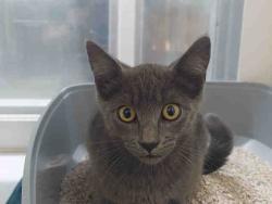 Shelter Stray Male Cat last seen WOODS VALLEY RD- NATIVE OAKS, 2481 Palomar Airport Rd, Carlsbad, CA 92011, USA