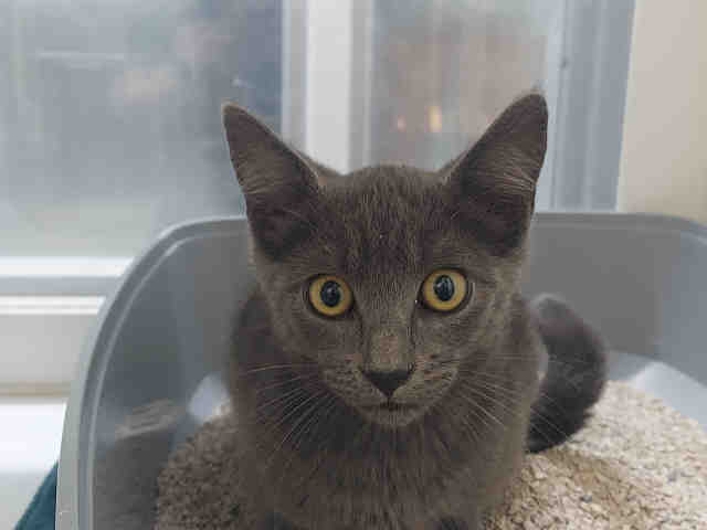 Shelter Stray Male Cat last seen WOODS VALLEY RD- NATIVE OAKS, 2481 Palomar Airport Rd, Carlsbad, CA 92011, USA