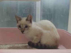 Shelter Stray Male Cat last seen WOODS VALLEY RD- NATIVE OAKS, 2481 Palomar Airport Rd, Carlsbad, CA 92011, USA