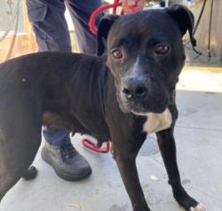 Shelter Stray Female Dog last seen , 14409 Vanowen St, Van Nuys, CA 91405, USA
