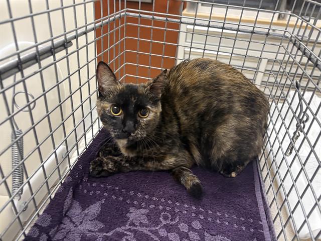 Shelter Stray Female Cat last seen Near BLOCK N 38TH ST, 3839 W Burnham St, West Milwaukee, WI 53215, USA