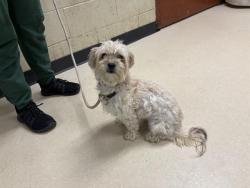 Shelter Stray Female Dog last seen Near BLOCK W TOWNSEND ST, 3839 W Burnham St, West Milwaukee, WI 53215, USA