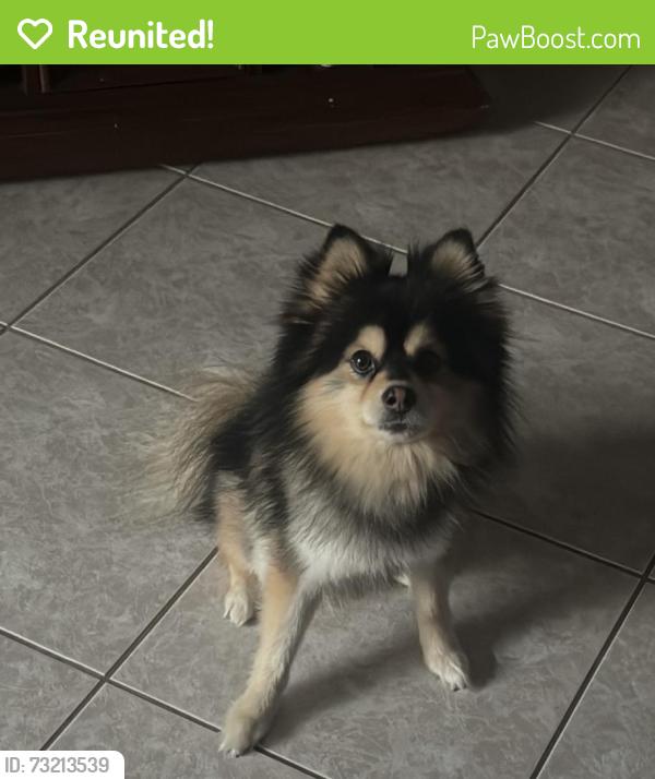 Reunited Male Dog last seen Seven gables/Alfred, Palm Bay, FL 32909