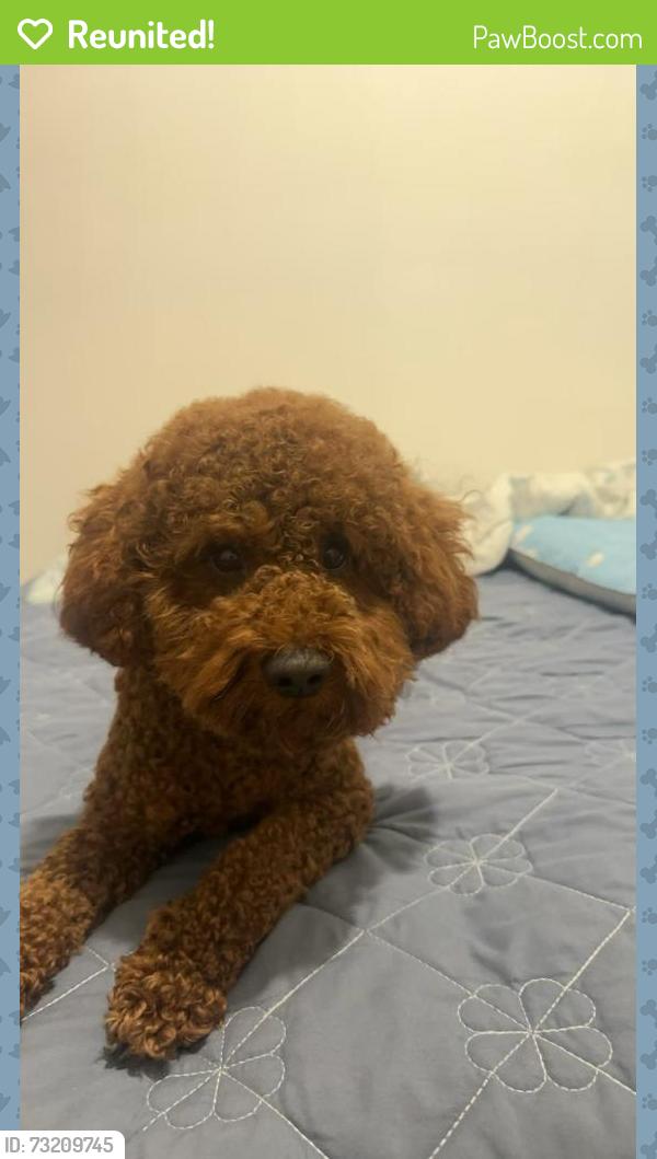 Reunited Male Dog last seen Queens Public Library at Flushing Main street, Queens, NY 11355