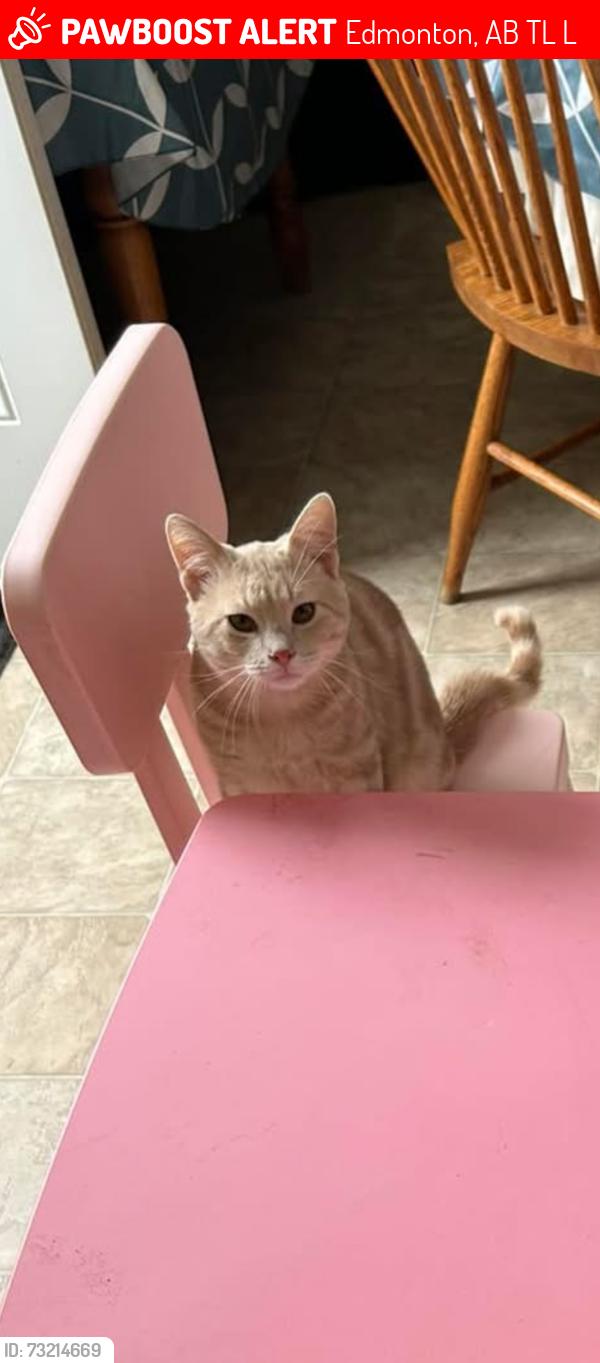 Lost Male Cat last seen Near St and 132 Ave, Northside, Athlone Neighborhood, Edmonton, AB T5L 1L7
