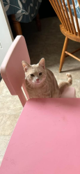 Lost Male Cat last seen Near St and 132 Ave, Northside, Athlone Neighborhood, Edmonton, AB T5L 1L7