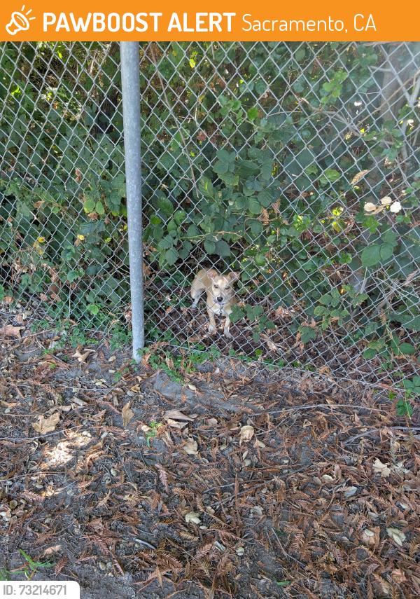 Found/Stray Female Dog last seen In the empty lot next door to Lewis Park, Sacramento, CA 95831