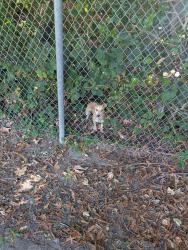 Found/Stray Female Dog last seen In the empty lot next door to Lewis Park, Sacramento, CA 95831