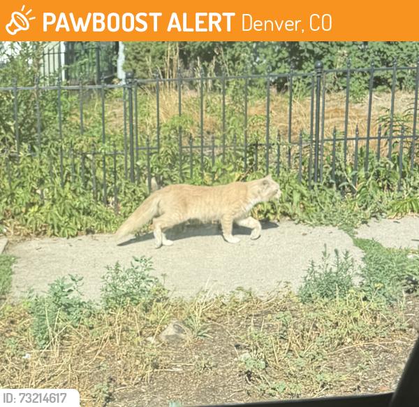 Found/Stray Unknown Cat last seen 35th & Franklin, Denver, CO 80205