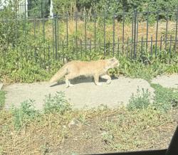 Found/Stray Unknown Cat last seen 35th & Franklin, Denver, CO 80205
