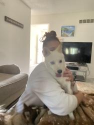 Found/Stray Male Dog last seen NE Chapel Drive and NE Austin Drive, Lee's Summit, MO 64064