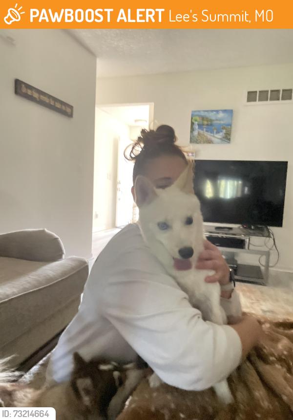 Found/Stray Male Dog last seen NE Chapel Drive and NE Austin Drive, Lee's Summit, MO 64064