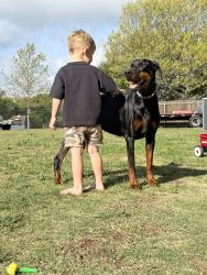 Reunited Male Dog last seen William drive, Ovilla, TX 75154