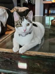 Reunited Male Cat last seen Aviary and Grand Teton, North Las Vegas, NV 89084