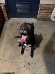 Found/Stray Male Dog last seen Monteburg rd, Fayetteville, NC 28307