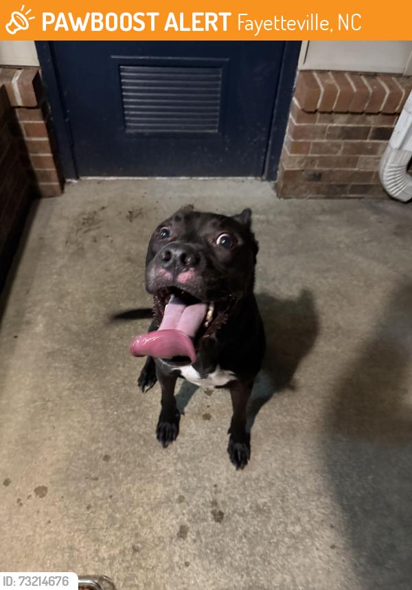 Found/Stray Male Dog last seen Monteburg rd, Fayetteville, NC 28307