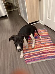 Found/Stray Female Dog last seen HEB on Houston and N New Braunfels, San Antonio, TX 78202