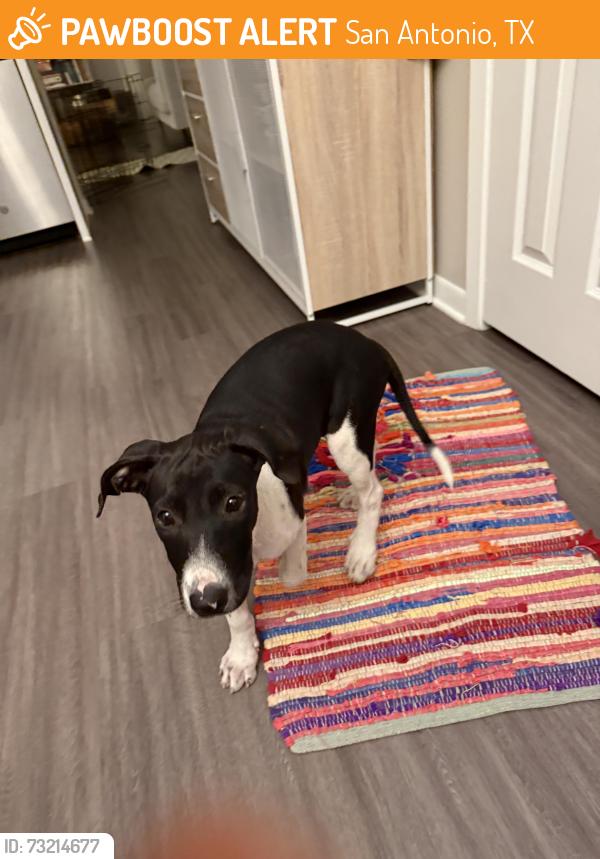 Found/Stray Female Dog last seen HEB on Houston and N New Braunfels, San Antonio, TX 78202