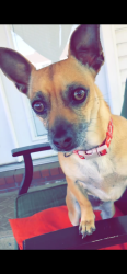 Lost Female Dog last seen Piney Road, Mulberry, AR 72947