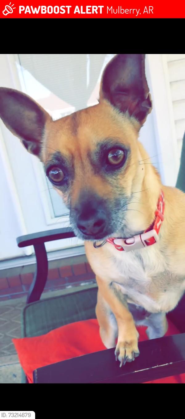 Lost Female Dog last seen Piney Road, Mulberry, AR 72947