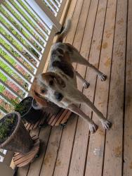 Found/Stray Male Dog last seen Jouett elementary, Louisa County, VA 23024
