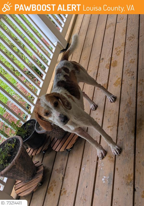 Found/Stray Male Dog last seen Jouett elementary, Louisa County, VA 23024