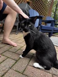 Found/Stray Male Cat last seen Red Clover Dr., Aurora, IL 60504