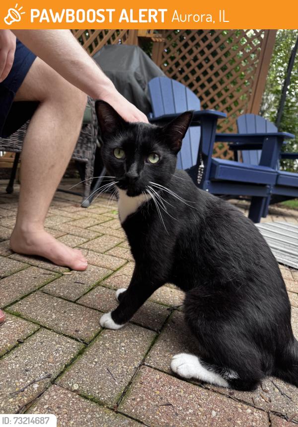 Found/Stray Male Cat last seen Red Clover Dr., Aurora, IL 60504