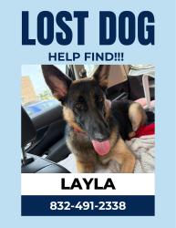 Lost Female Dog last seen Near and Denver Miller Rd, Sugar Land, TX 77498
