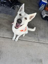 Lost Female Dog last seen La Mesa and el evado, Victorville, CA 92392