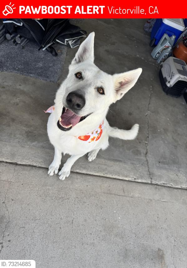 Lost Female Dog last seen La Mesa and el evado, Victorville, CA 92392
