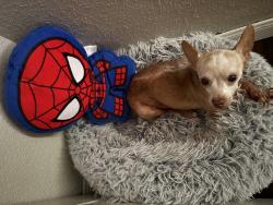 Lost Male Dog last seen Dowdell rd, Tomball, TX 77375