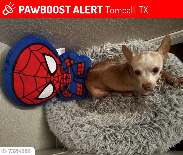 Lost Male Dog last seen Dowdell rd, Tomball, TX 77375
