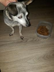 Found/Stray Unknown Dog last seen Olde Highway 80, flinn springs, El Cajon, CA 92021