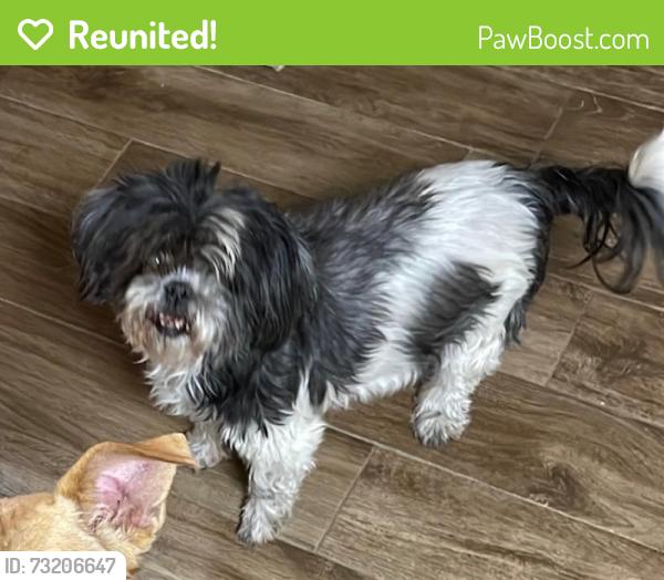 Reunited Female Dog last seen Sugarhill dr and Tioga, San Antonio, TX 78230